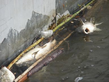 51,10 OP  uhynul ryby u vtokovho objektu elektrrny na tvanici